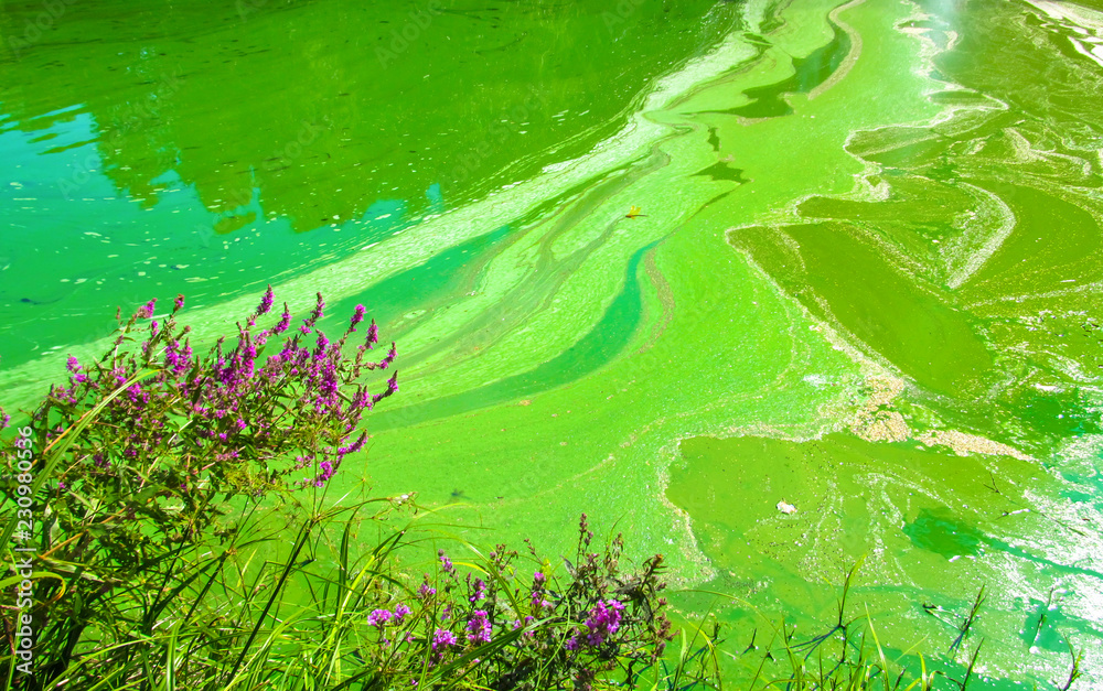 Water pollution by blooming bluegreen algae (Cyanobacteria) is world