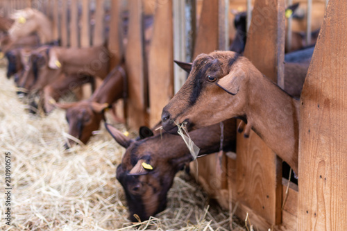 Fotografie, Tablou Caprette che sporgono  dal recinto in legno nella stalla per mangiare