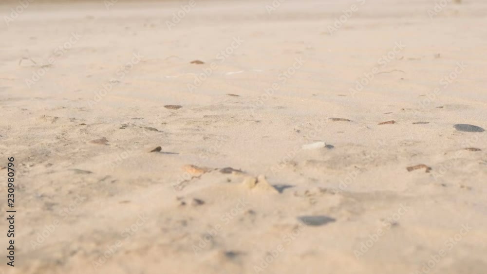 Traces of animals and people on the sand beach. Traces of animals and people on the sand beach.