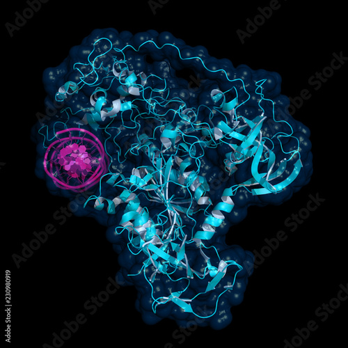 DNA methyltransferase (DNMT3) bound to DNA, cartoon model with semi-transparent surface