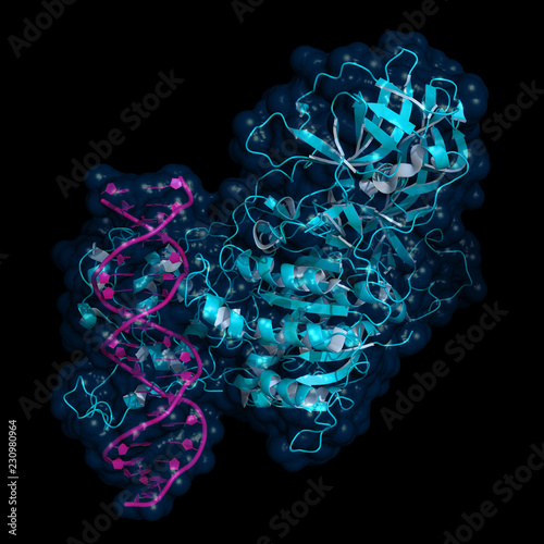 DNA methyltransferase (DNMT3) bound to DNA, cartoon model with semi-transparent surface photo