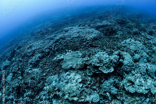 Fototapeta Naklejka Na Ścianę i Meble -  Bleached and Dead Coral Reefs of Ishigaki, Okinawa Japan due to Rising Sea Temperatures