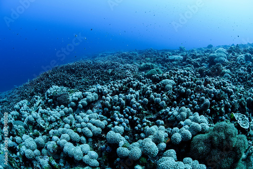 Fototapeta Naklejka Na Ścianę i Meble -  Bleached and Dead Coral Reefs of Ishigaki, Okinawa Japan due to Rising Sea Temperatures