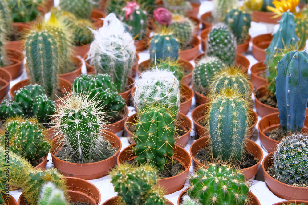 Many green cactus plant with spikes in small pots in garden shop. Cactus sold in store. Many green cactus plant with spikes in small pots in garden shop. Cactus sold in store.