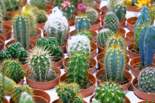 Many green cactus plant with spikes in small pots in garden shop. Cactus sold in store.