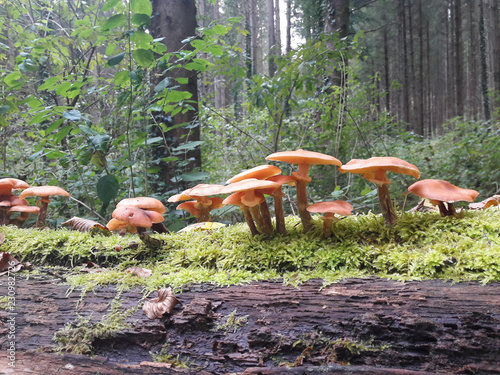 Souche à champignons