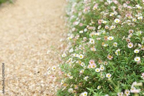 Erigeron karvinskianus in the garden next to the path