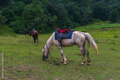 two horses outdoors © Mariia Nazarova