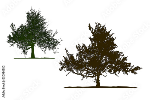 Realistic tree silhouette .Tamarix gallica on white background(Vector illustration).