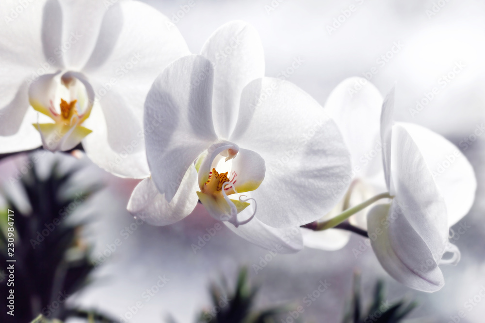 Fototapeta premium White Orchid flowers