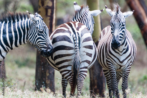 zebra kenya