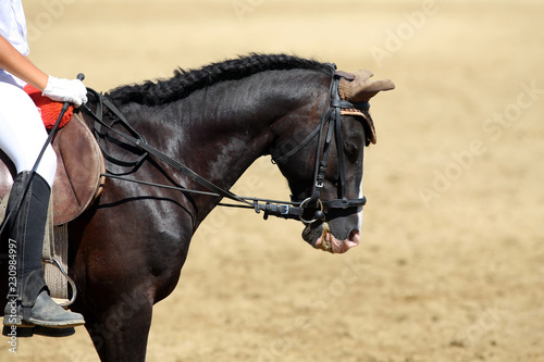 Side view portrait close up of a beautiful sport horse under saddle on natural background, equestrian sport © acceptfoto