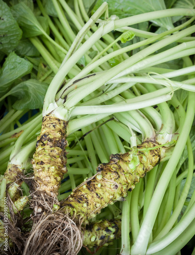 Foto Closeup of wasabi (japanese horseradish) plant