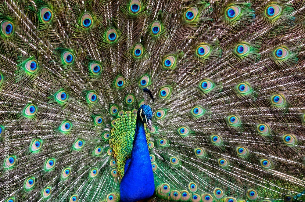Fototapeta premium Paw w warunkach naturalnych. Widać piękną kolorystykę ptaków.