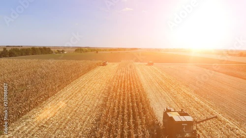 Aerial view combine harvester in corn field. Aerial drone shot of corn harvest at sunset photo