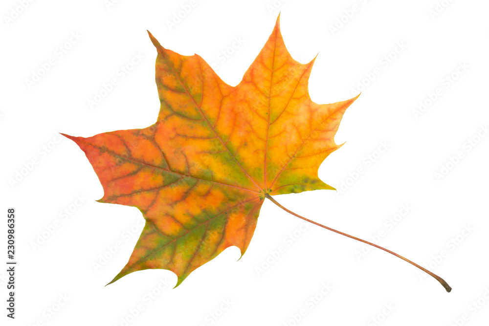 Fototapeta premium Autumn maple leaf isolated on white background