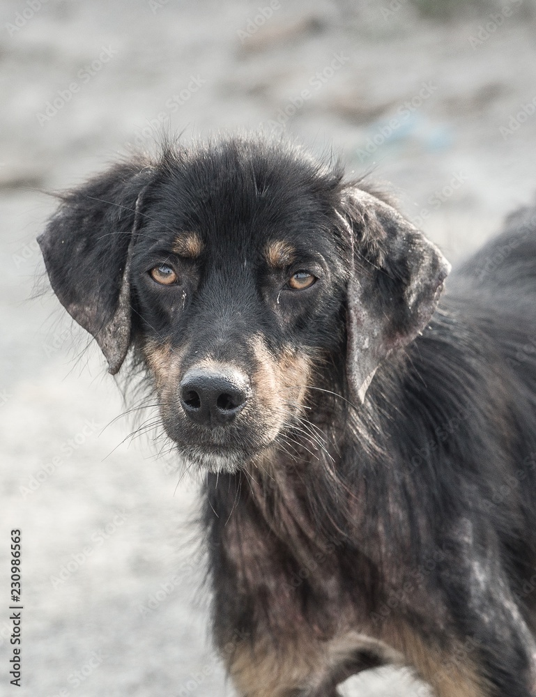 wandering Georgian dog
wandering Georgian dog