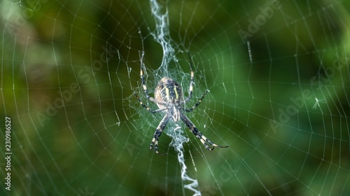  spider waiting © Рома Драныш