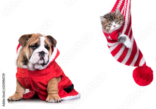 Fototapeta Naklejka Na Ścianę i Meble -  New Year's puppy English bulldog and Christmas kitten, dog and cat