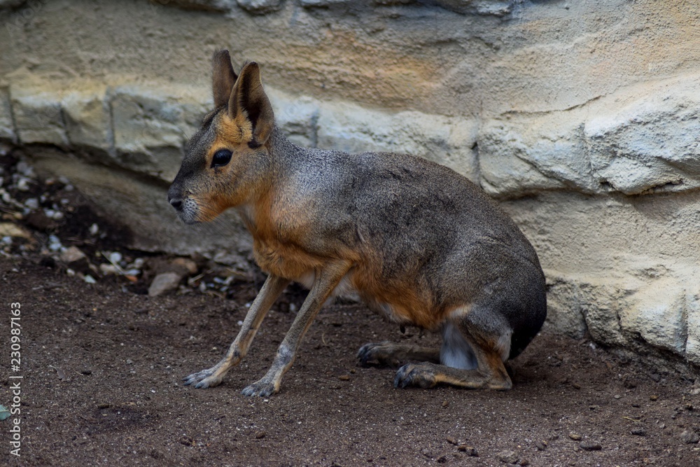 Mara steppe is a relatively large mammal inhabiting the arable pasture and open half-wilderness of central and southern Argentina. Mara steppe is a very special mammal and looks rather like a hare. Mara steppe is a relatively large mammal inhabiting the arable pasture and open half-wilderness of central and southern Argentina. Mara steppe is a very special mammal and looks rather like a hare.