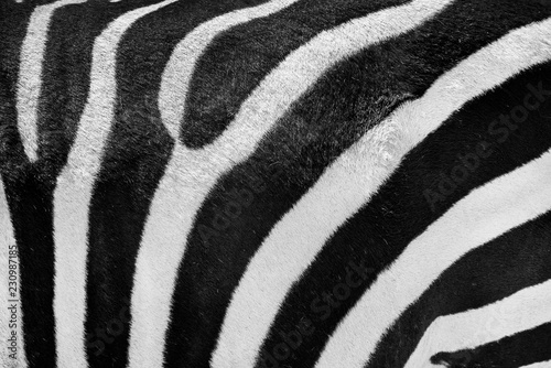 Zebra skin or fur real black and white texture or background