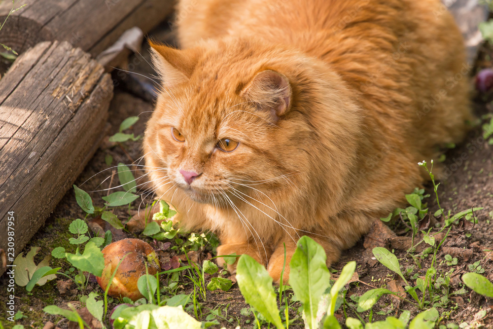 Red orange cat outdoors in nature Red orange cat outdoors in nature