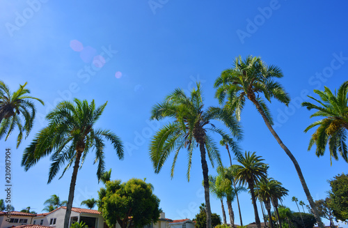 Palmtrees in a residential area  Kalifornia  USA