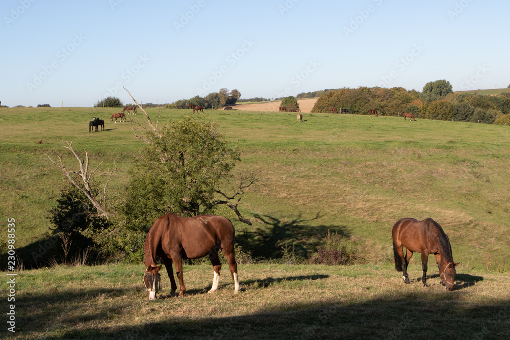 Obraz premium Pferde auf der Koppel in der Hügellandschaft