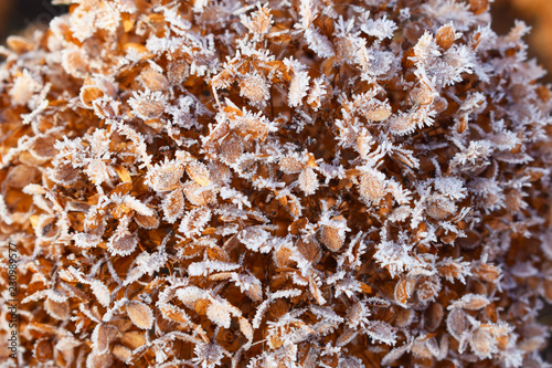 Frost on plants.Late autumn.