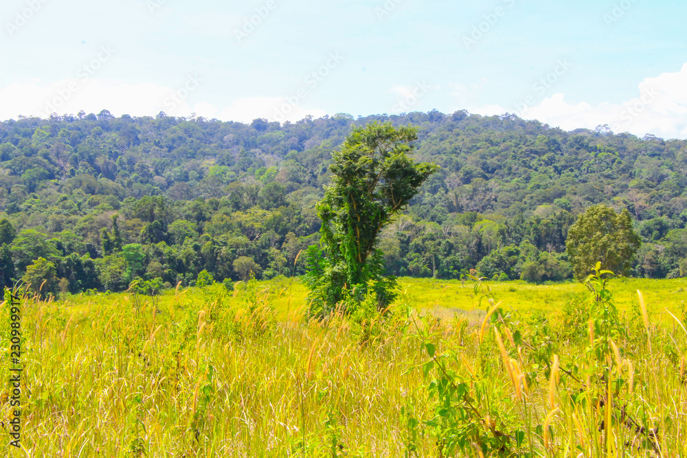 Green tree nature grass land forest mountain landscape with blue sky views at Khao yai national park Thailand