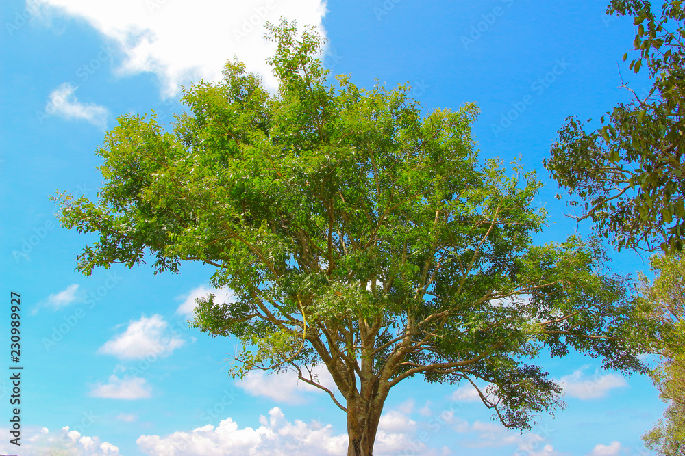 Green tree nature grass land forest mountain landscape with blue sky views at Khao yai national park Thailand Green tree nature grass land forest mountain landscape with blue sky views at Khao yai national park Thailand