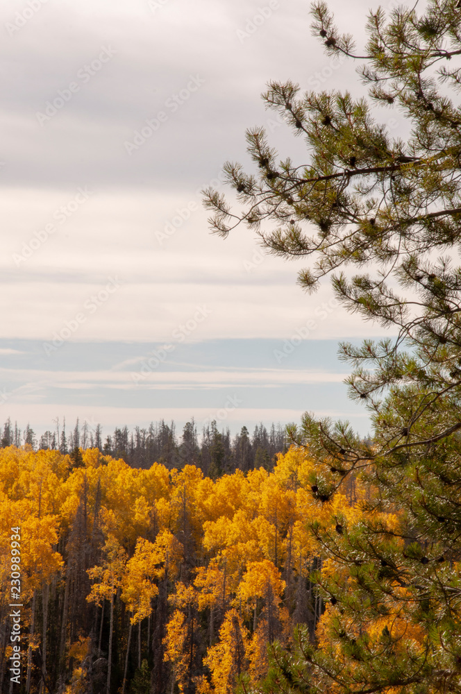 Fototapeta premium Pine Tree with Aspen and Pine Forest in the Background, Wyoming