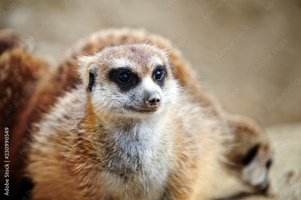Fototapeta premium Erdmännchen