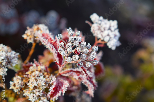 Frost on plants.Late autumn.