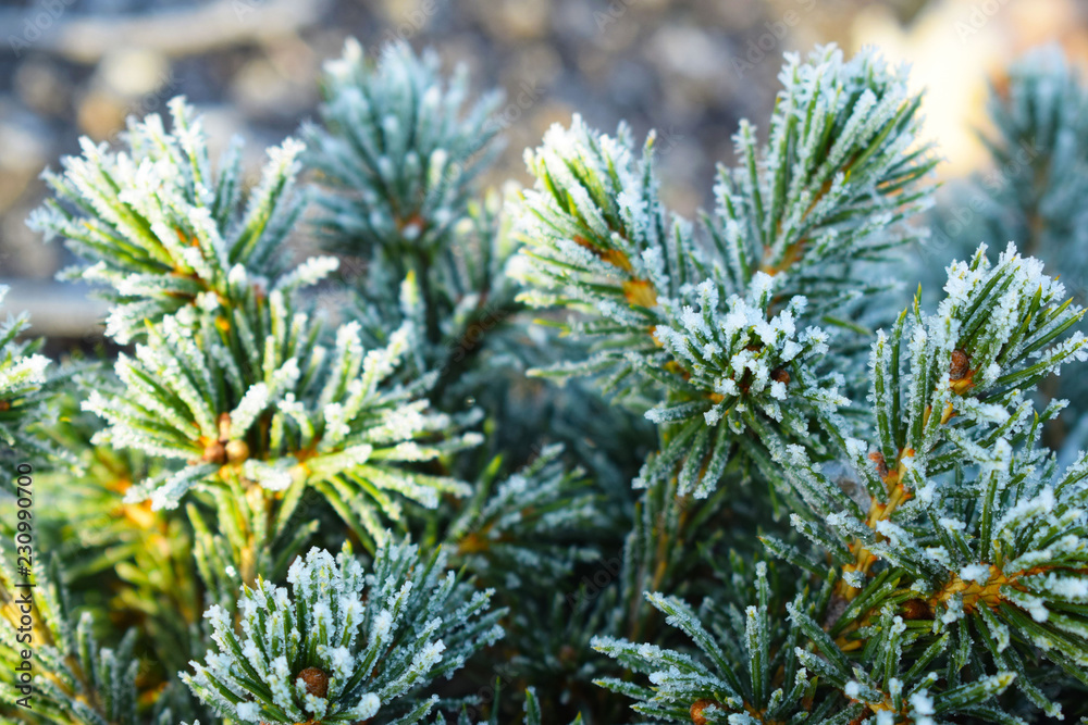 Frost on coniferous plants.Late autumn. Frost on coniferous plants.Late autumn.