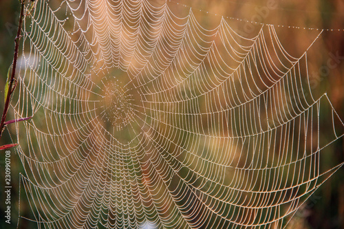 Spider's web closeup with drops of dew at dawn. House of spider