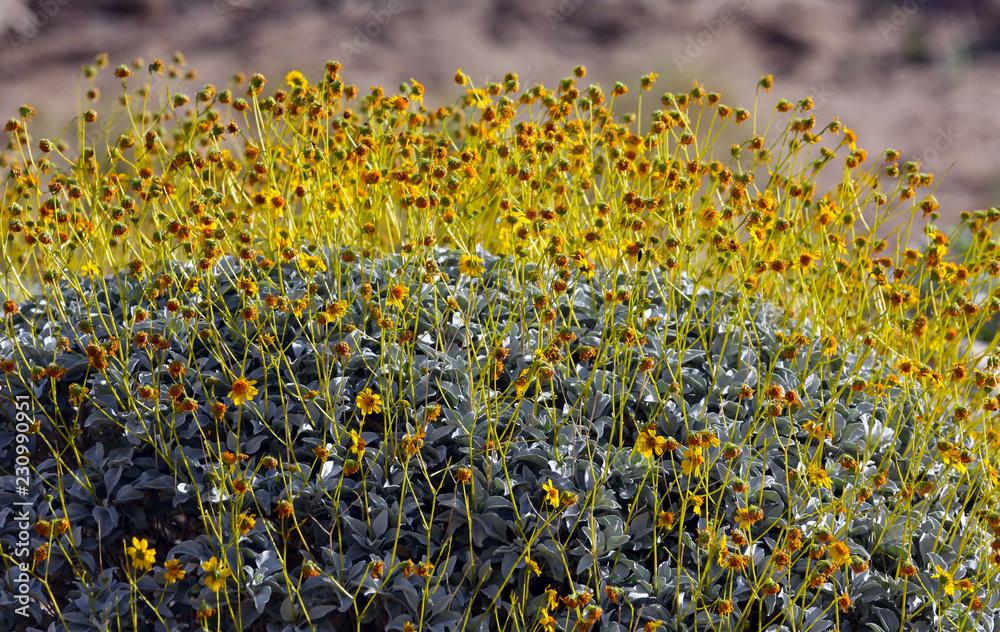Obraz premium detail of yellow flowers and stems of brittlebush (Encelia farinosa), Anza-Borrego Desert State Park, California, USA
