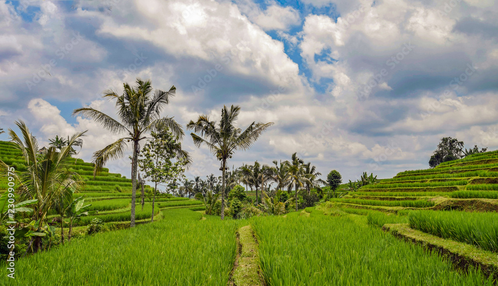 Rice terraces in Tegallalang, Ubud, Bali, Indonesia Asia Rice terraces in Tegallalang, Ubud, Bali, Indonesia Asia
