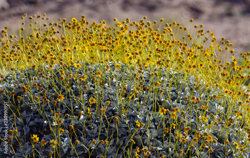 detail of yellow flowers and stems of brittlebush  (Encelia farinosa), Anza-Borrego Desert State Park, California, USA photo