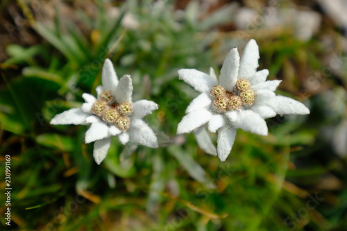 Beautiful white edelweiss flower