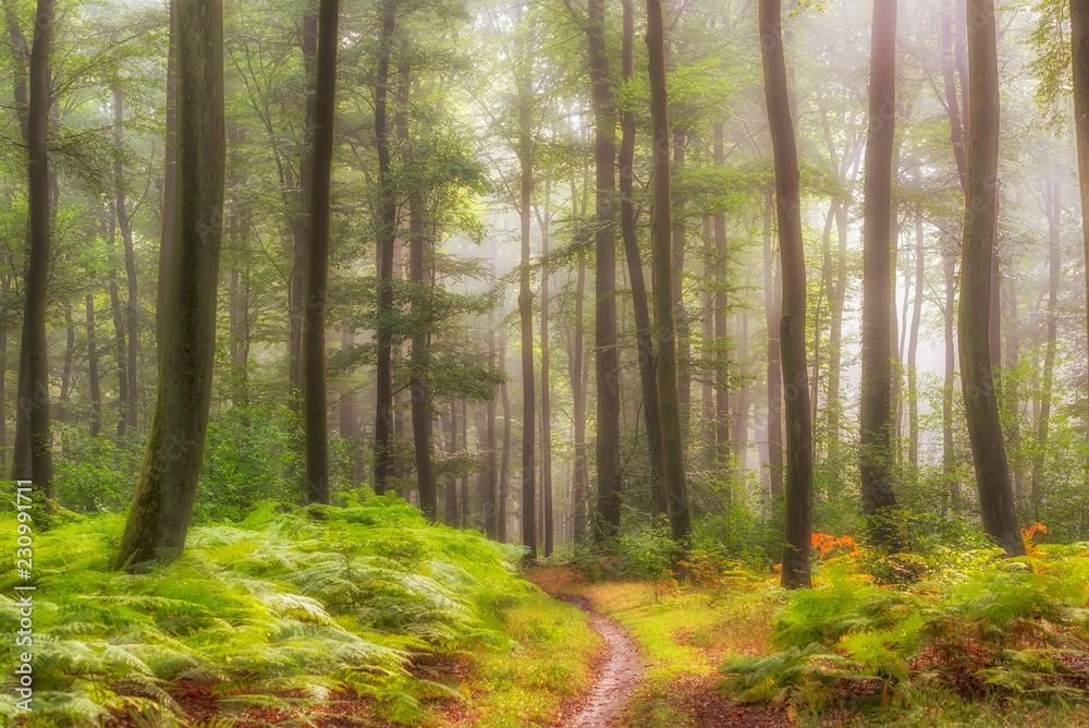 Fototapeta premium mglista atmosfera w lesie