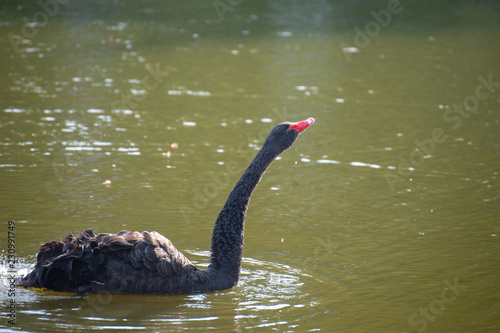 Fototapeta Naklejka Na Ścianę i Meble -  A black swan with a red beak swims in the lake