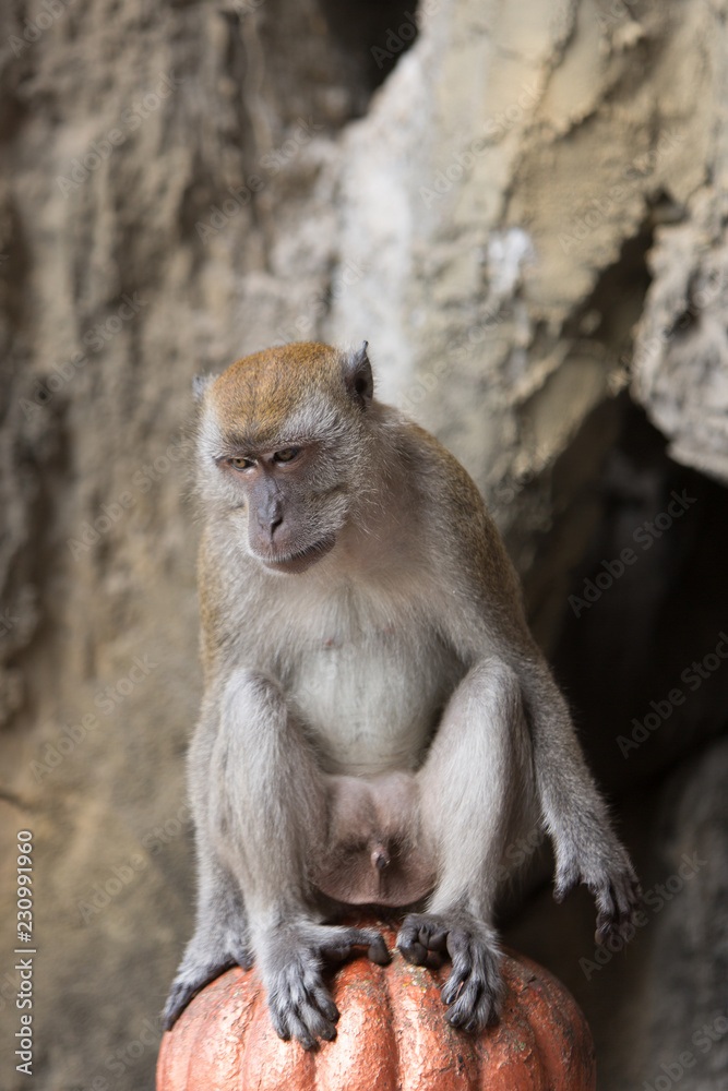 Obraz premium portrait of a monkey