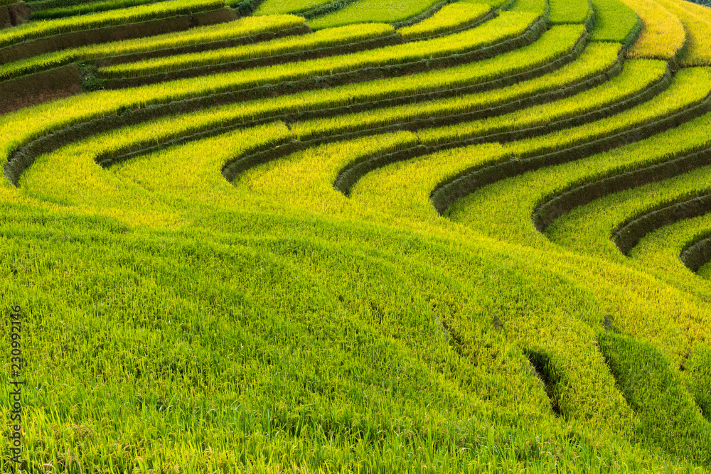 landscape rice fields on terraced of Mu Cang Chai, YenBai, Vietnam