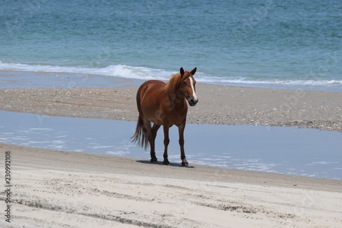 solitary horse on beach