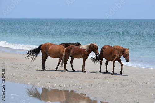 group of horses on beach