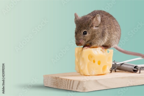 Mouse trap with cheese and mouse on background