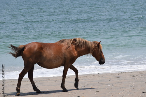 wild horse on beach