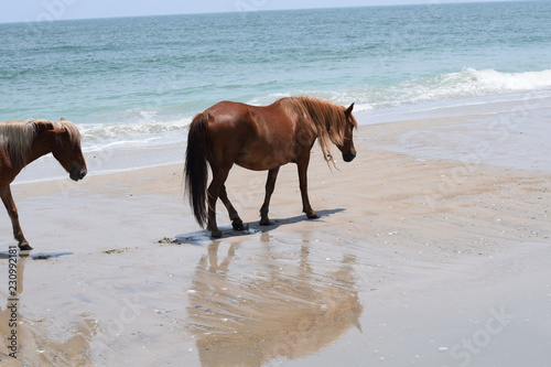 horse on beach