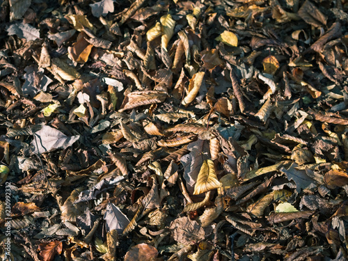 Close-up of autumn fallen leaves on brown forest soil background.